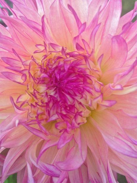 Into the Garden: Dahlias