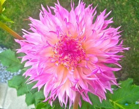 Into the Garden: Dahlias