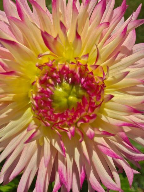 Into the Garden: Dahlias