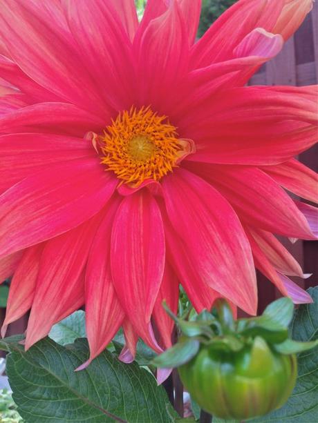 Into the Garden: Dahlias