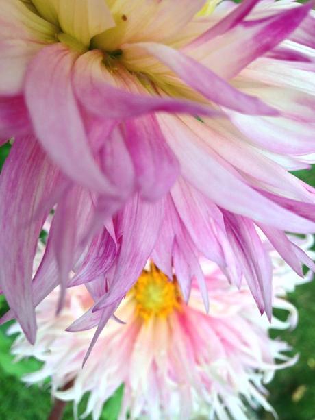 Into the Garden: Dahlias