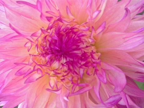 Into the Garden: Dahlias