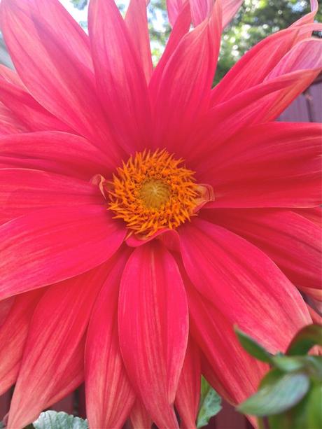 Into the Garden: Dahlias