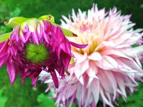 Into the Garden: Dahlias