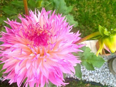 Into the Garden: Dahlias