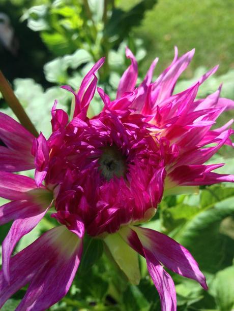 Into the Garden: Dahlias