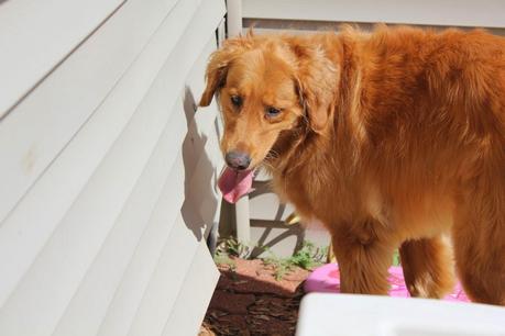 How a Dog's Nose Saved the Day