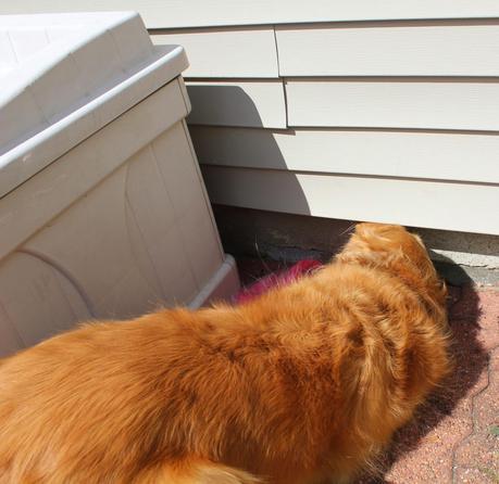 How a Dog's Nose Saved the Day How a Dog's Nose Saved the Day