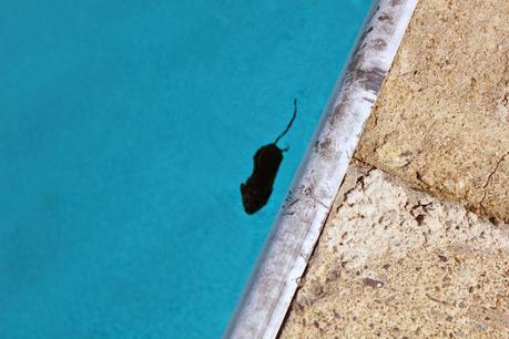 How a Dog's Nose Saved the Day