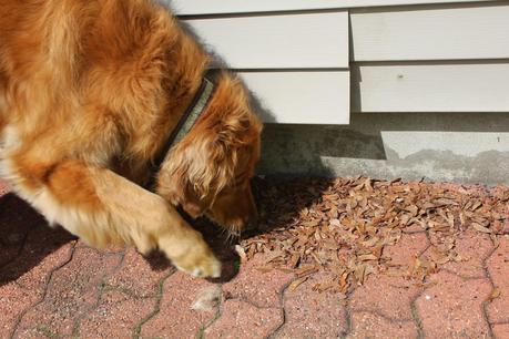 How a Dog's Nose Saved the Day