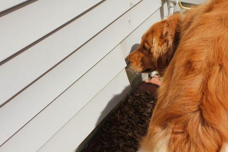 How a Dog's Nose Saved the Day