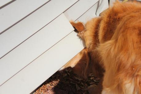 How a Dog's Nose Saved the Day