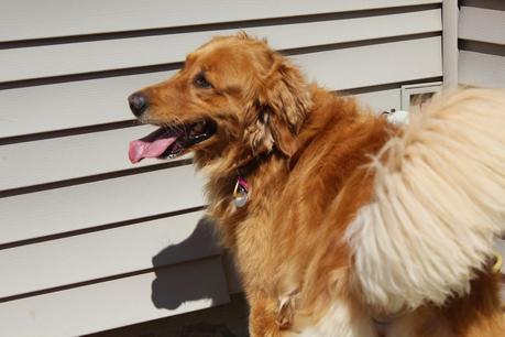 How a Dog's Nose Saved the Day