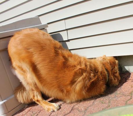 How a Dog's Nose Saved the Day