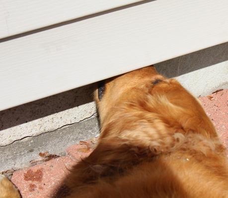 How a Dog's Nose Saved the Day