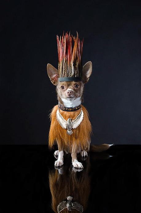 dog wearing headdress