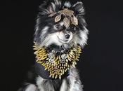 Stunning Images Designer Dogs Dressed Nines!