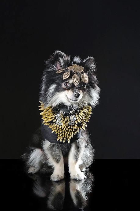 designer dog in lavish jewelry