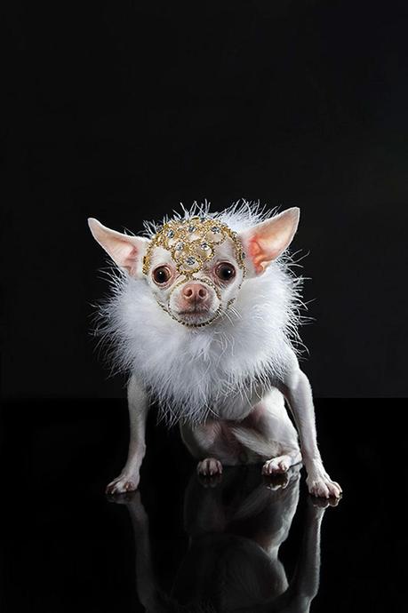 dog dressed in facial jewelry