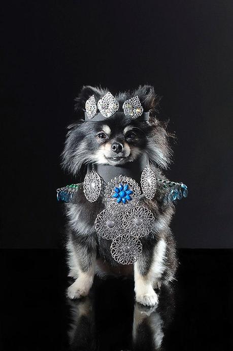 dog in elaborate costume