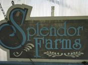 Splendid Splendor Farms Bush,