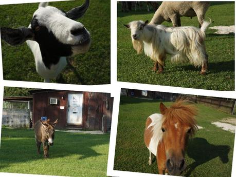 Animals on Splendor Farm