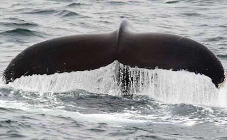 whale-tail