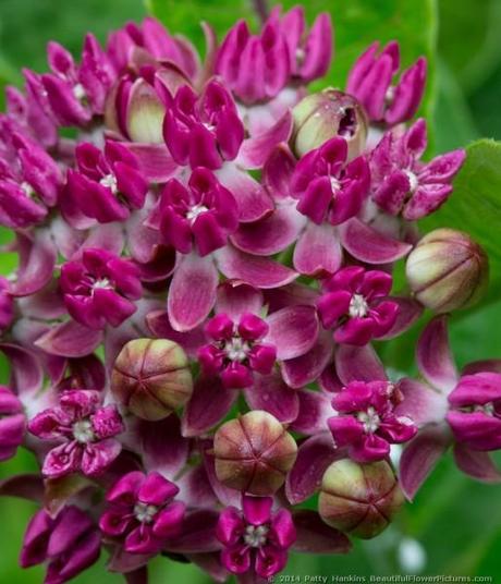 Purple Milkweed – Asclpeias Purpurascens - Paperblog