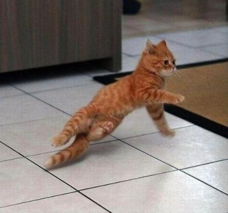 Top 10 Funny Images of Animals Dancing