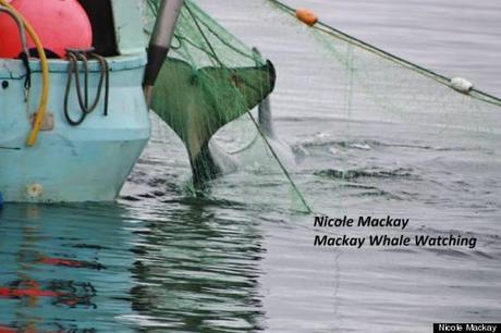 orca killer whale net