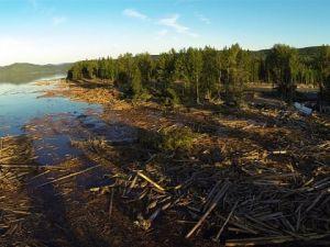 Hazeltine Creek on Quesnel Lake after the tailings dam collapse. Floating on the surface: trees stripped off the mountainside by the force of the spill. Out of sight beneath the surface: 14.5 billion litres of toxic mining waste.