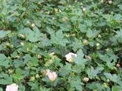 Malvastrum Lateritium