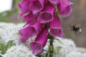 Bees were happy to forage in the Poison garden