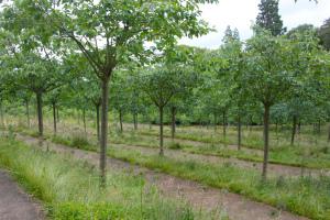 350 Great White Cherrys in the Cherry Orchard. Timing is everything! 