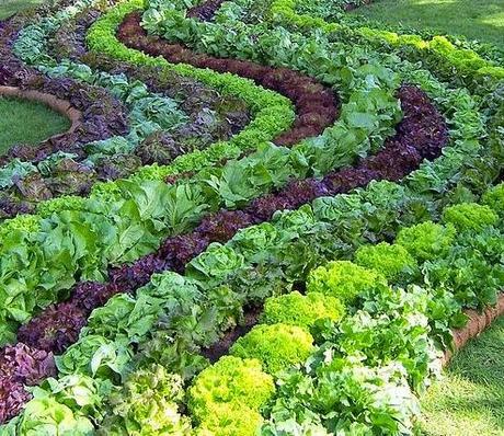 Vegetable Gardens