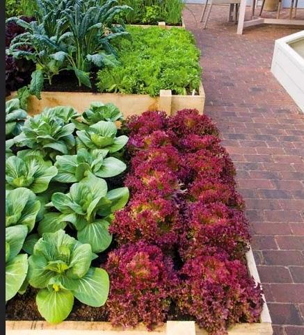 Vegetable Gardens