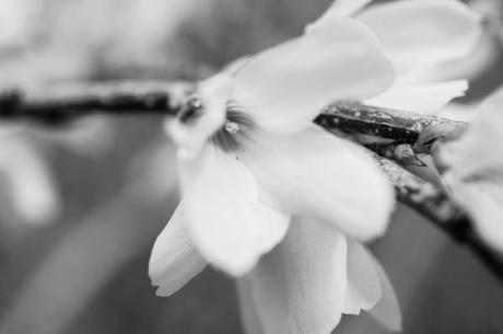 Foto Friday – Black and White, Round 2 Atkinson 5