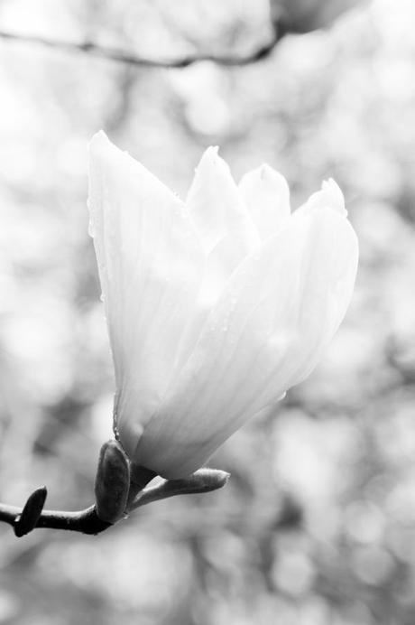 Foto Friday – Black and White, Round 2 WhiteFlower6