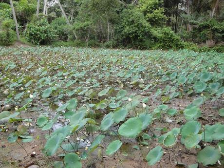 A trip to Pulau Ubin