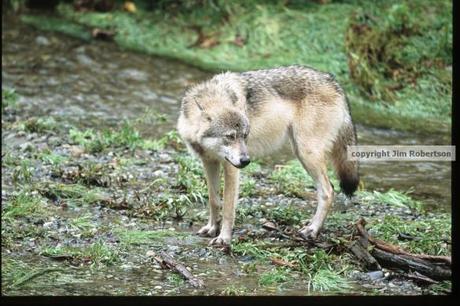 copyrighted-wolf-in-river