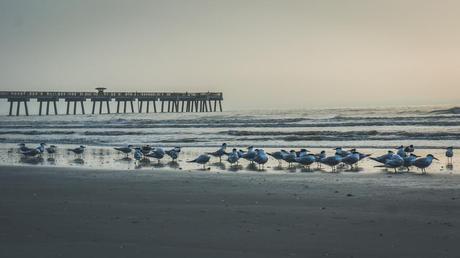 Seagulls on Jacksonville Beach