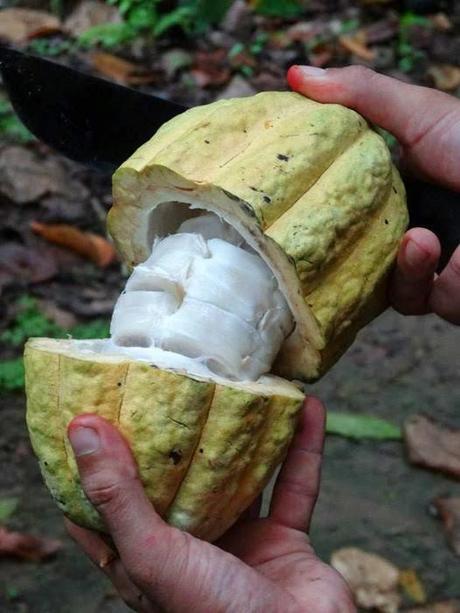 Pod from the cacao tree