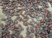 Sampling Chocolate Straight from Farm Costa Rica