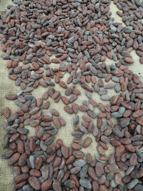 Cacao beans drying