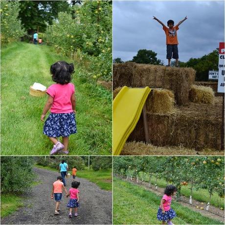 Apple Picking