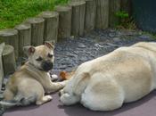 Suky Question ......