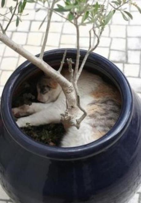 Top 10 Funny Images of Cat Plants