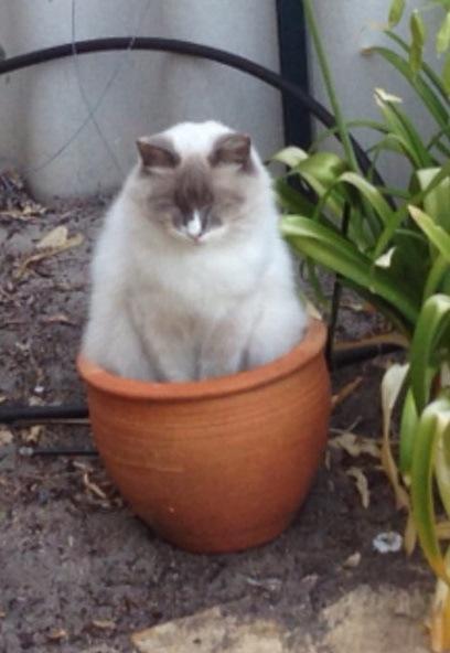 Top 10 Funny Images of Cat Plants