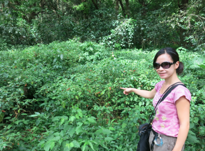 Our Night of Relaxation at Hotel San Buenaventura, Panajachel, Guatemala Panny at the coffee plantations.