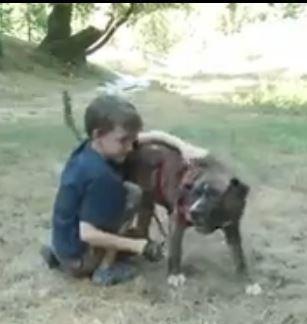 pit bull saves kids1